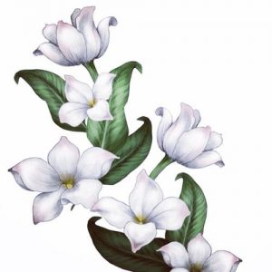 Jasmine Flowers Art