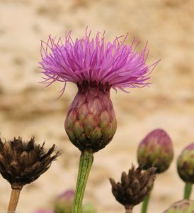 Maltese Centaury