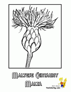 Maltese Centaury Flower Art