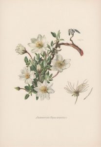 Mountain Avens Flower Art