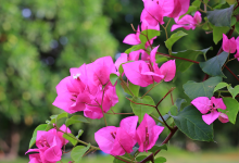 Photo of  National Flower of Guam | Bougainvillea Flower of GAUM