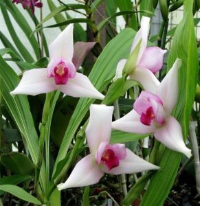 National Floral of Guatemala