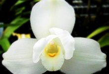 Photo of National Flower of Guatemala | White Nun Flower Flower of Guatemala