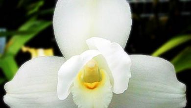 Photo of National Flower of Guatemala | White Nun Flower Flower of Guatemala