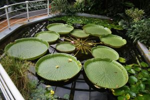 National Flower of Guyana