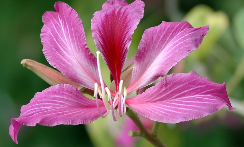 National Flower of Hong Kong