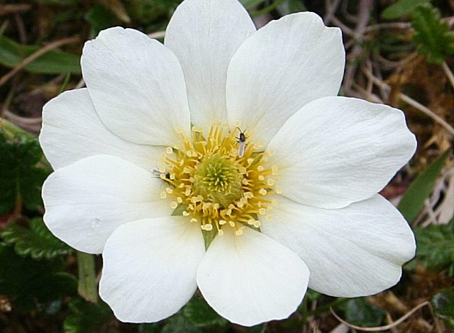 National Flower of Iceland