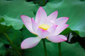 National Flower of India is Lotus