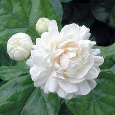 National Flower of Indonesia Jasmine
