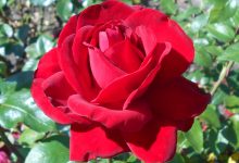 Photo of National Flower of Iraq | Rose Floral of IRAQ & IRAN