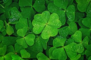 National Flower of Ireland Clover