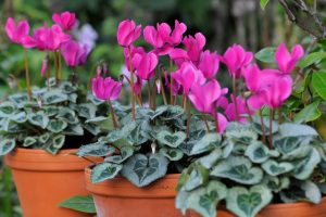 National Flower of Israel Cyclamen