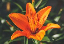 Photo of National Flower of Italy | Lily Flower of Italy