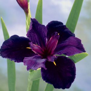 National Flower of Jordan Black Iris