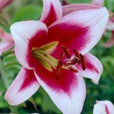 National Flower of Kazakhstan Lily