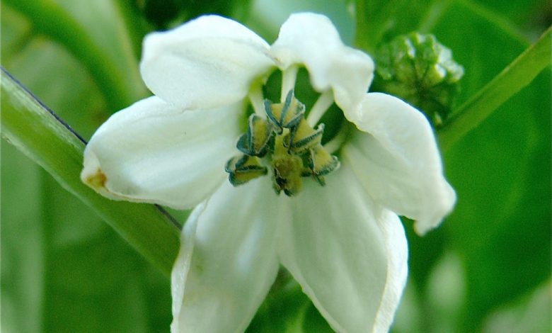 National Flower of Liberia