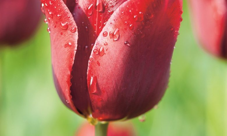 National Flower of Turkey