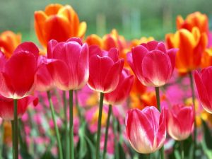 National Flower of Turkey TULIP