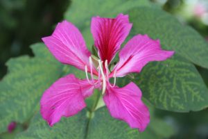 National floral of Hong Kong