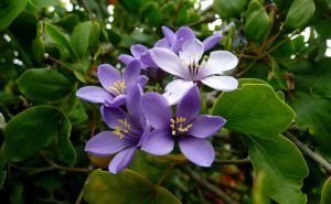 National flower of Jamaica Lignum vitae