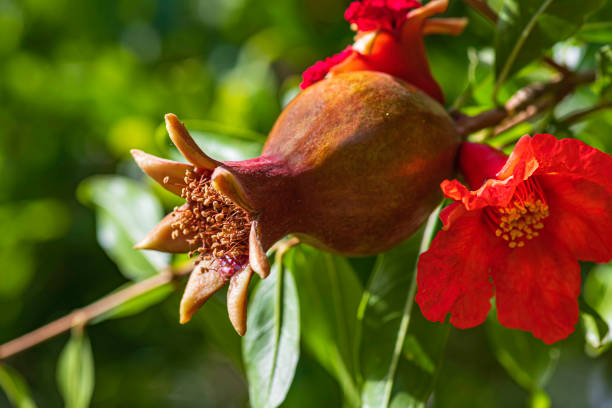 Pomegranate flower of libya