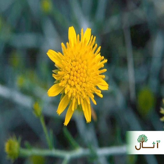 national-flower-of-kuwait-rhanterium-epapposum-flower-of-kuwait