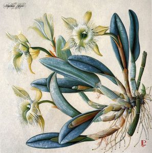 Rhyncholaelia digbyana Flower Art