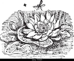 Victorian lily art
