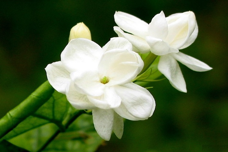 Photo of Jasmine: The National Flower of Pakistan