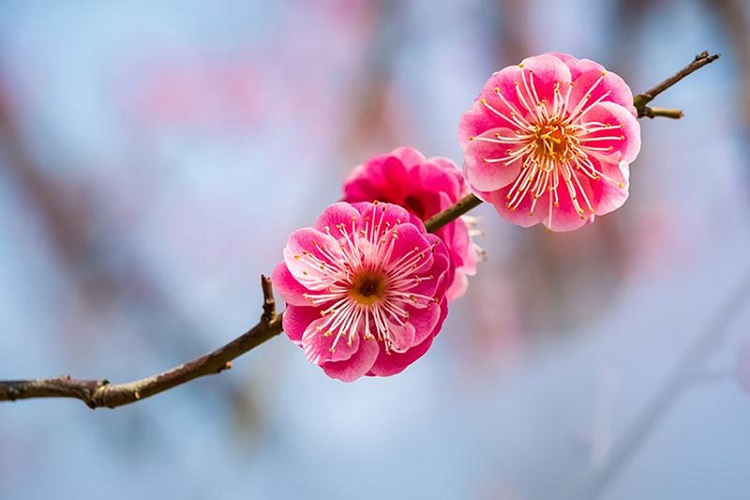 national flower of china plum blossom