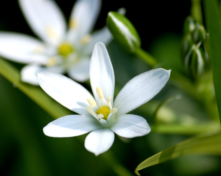 Jasmine: The National Flower of Pakistan | National Flowers by Country