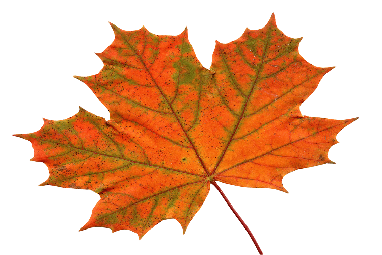 Maple Leaf: The National Flower of Canada | National Flowers by Country