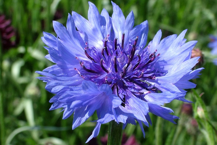 Photo of Corn Flower: The National Flower of Germany