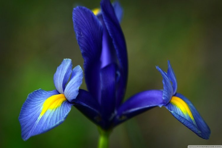 16 Iris National Flower Pictures
