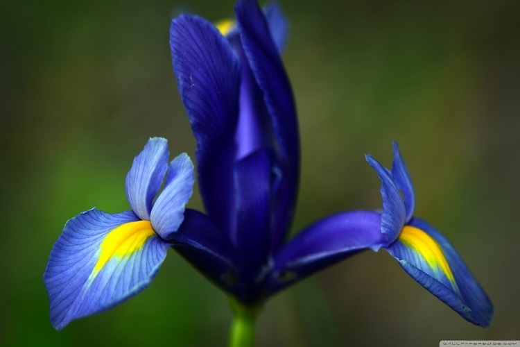 Iris flower