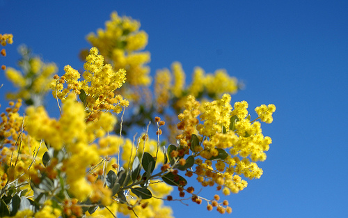 Acacia pycnantha