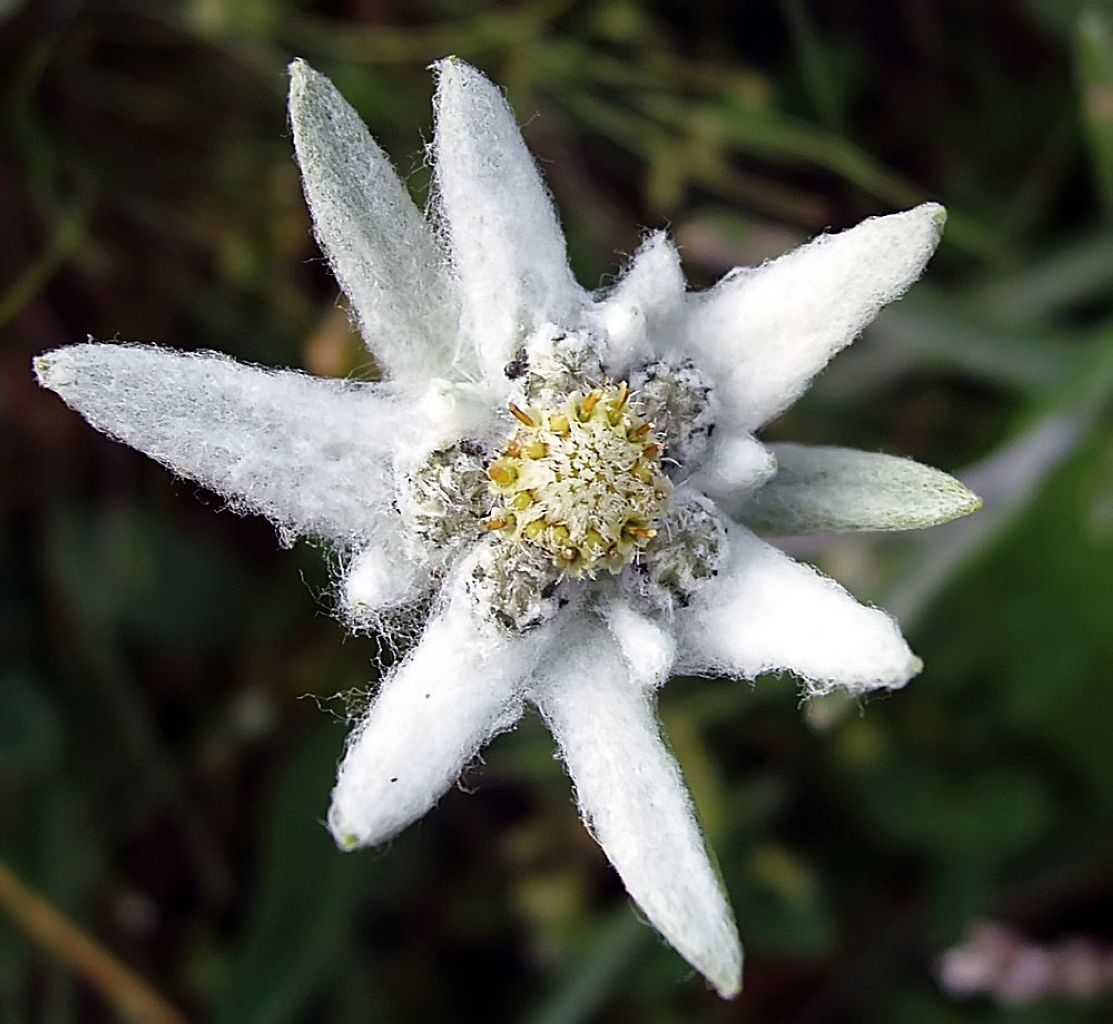 Edelweiss National Flower of Austria design