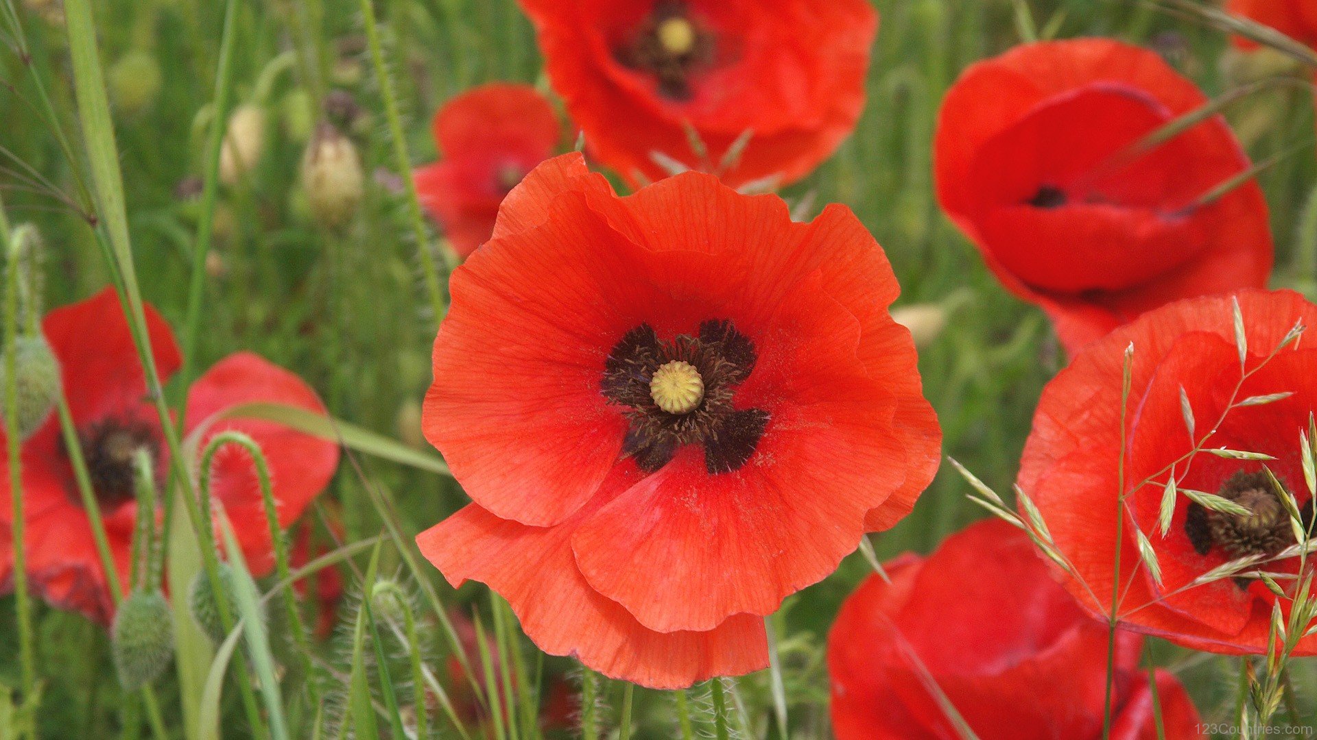 National Flower of Belgium Red Poppy Flower of Belgium National