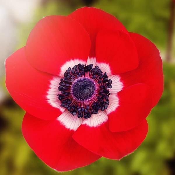 Red Poppy: National Flower of Belgium | National Flowers by Country