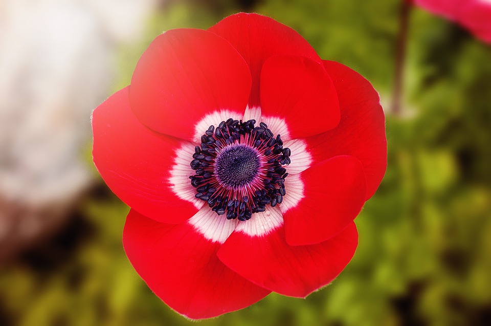 National Flower of Belgium featured