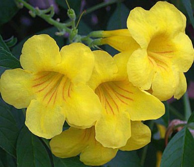 Yellow Elder National Flower of Bahamas
