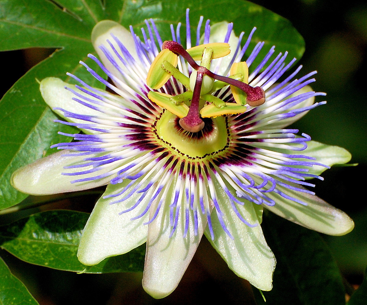 National Flower of Paraguay | Blue Passion Flower Paraguay | National ...