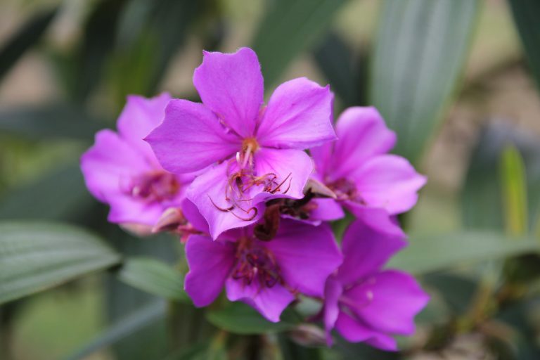 national-flower-of-puerto-rico-maga-de-flora-flower-of-puerto-rico