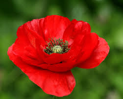National Flower of Poland red poppy