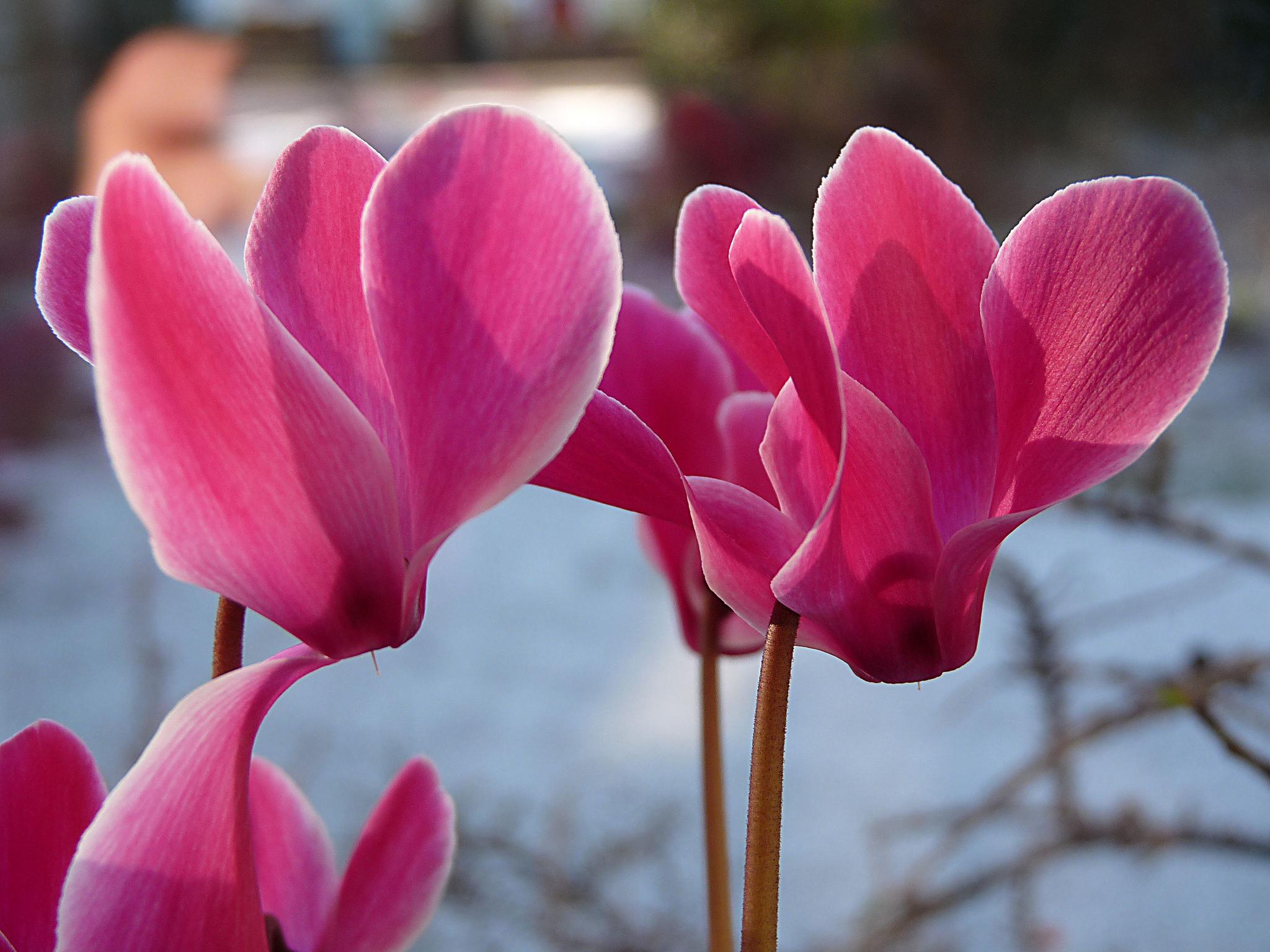 National Flower of San Marino Cyclamen