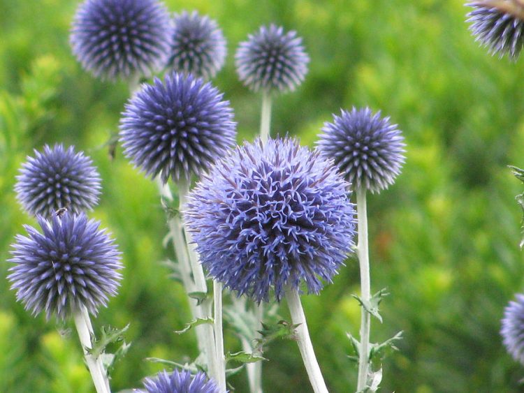 National Flower of Scotland | Thistle Scottish Flower | National ...