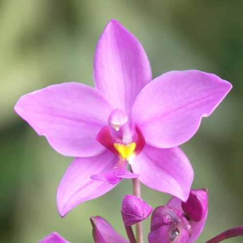 national-flower-of-singapore-singapore-orchid-flower-of-singapore