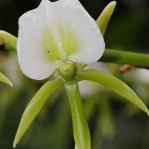 Photo of National Flower of Seychelles | Tropicbird Orchid Flower of Seychelles