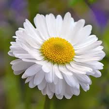 Photo of National Flower of Russia | Chamomile Russian Flower