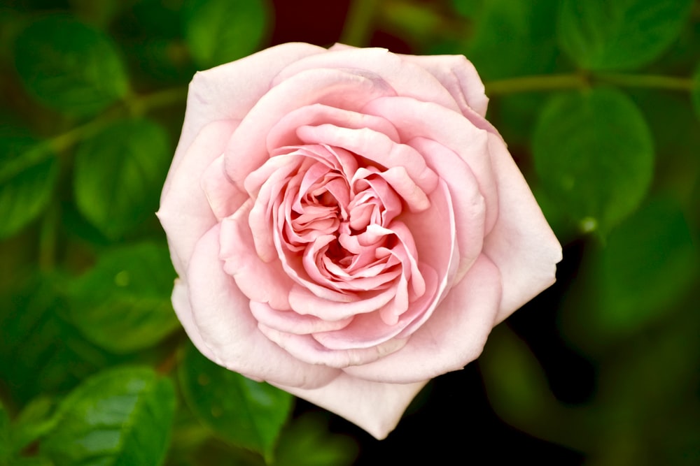 National Flower of Slovakia rose